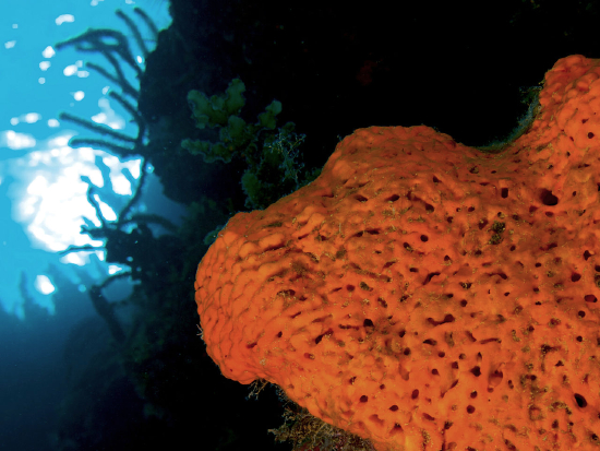  Agelas clathrodes (Orange Elephant Ear Sponge)